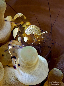 Commensal shrimp by Iyad Suleyman 